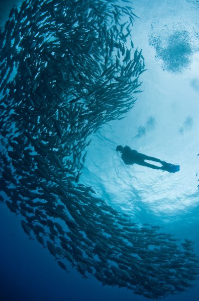 scuba-diver-and-schooling-fish.jpg